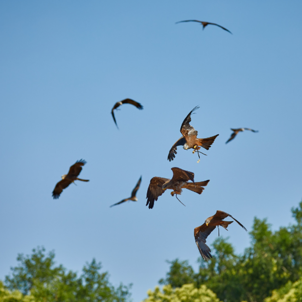 Puy du Fou Espagne Espana